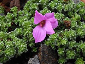Saxifraga oppositifolia `Theoden`